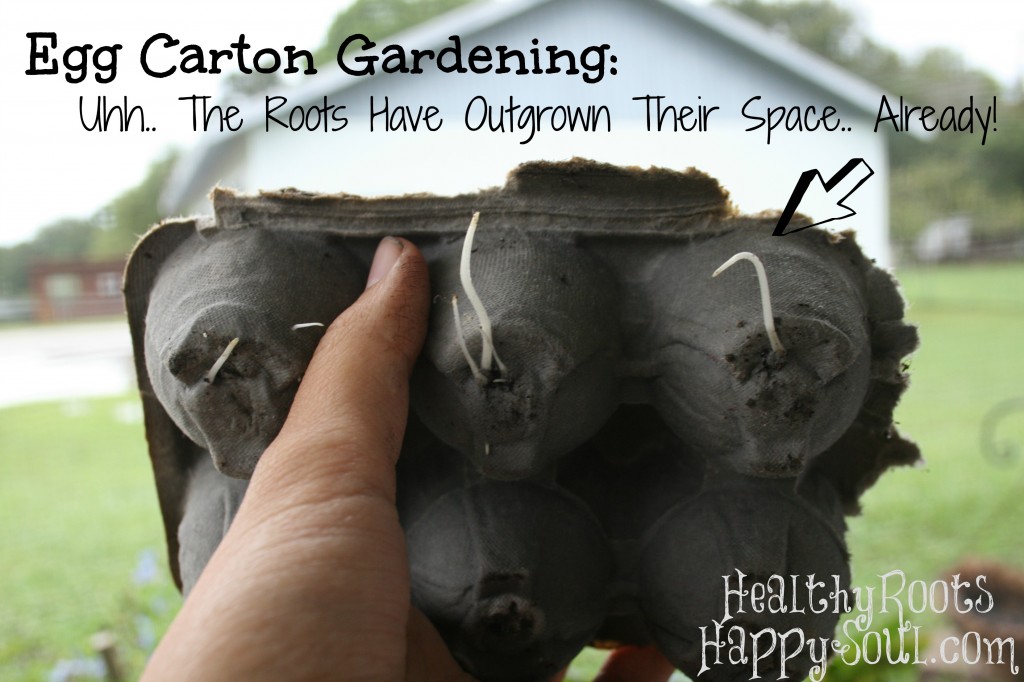 egg carton gardening roots