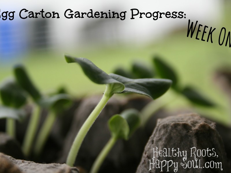 egg carton gardening week one