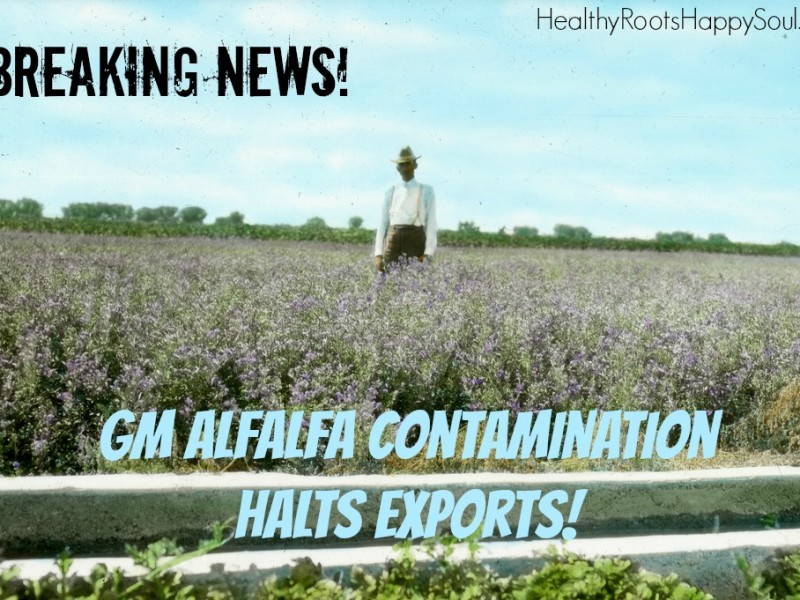 gm alfalfa