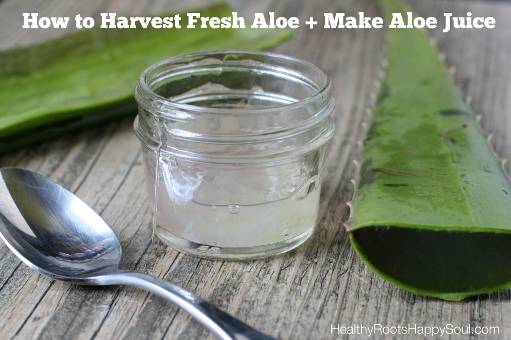 How to Harvest Fresh Aloe + Make Aloe Juice