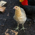 The thing about chickens... and a few thoughts on what's important in life