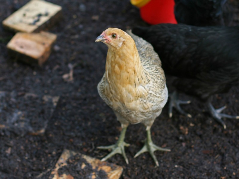 The thing about chickens... and a few thoughts on what's important in life