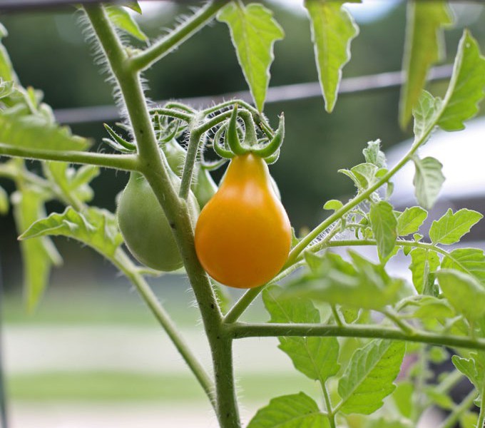 Tomato-plant