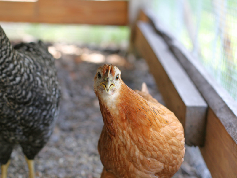 I never envisioned myself becoming a Mother Hen but when I introduced new ladies to the OG flock and there was lots of pecking, I felt the need to be protective.