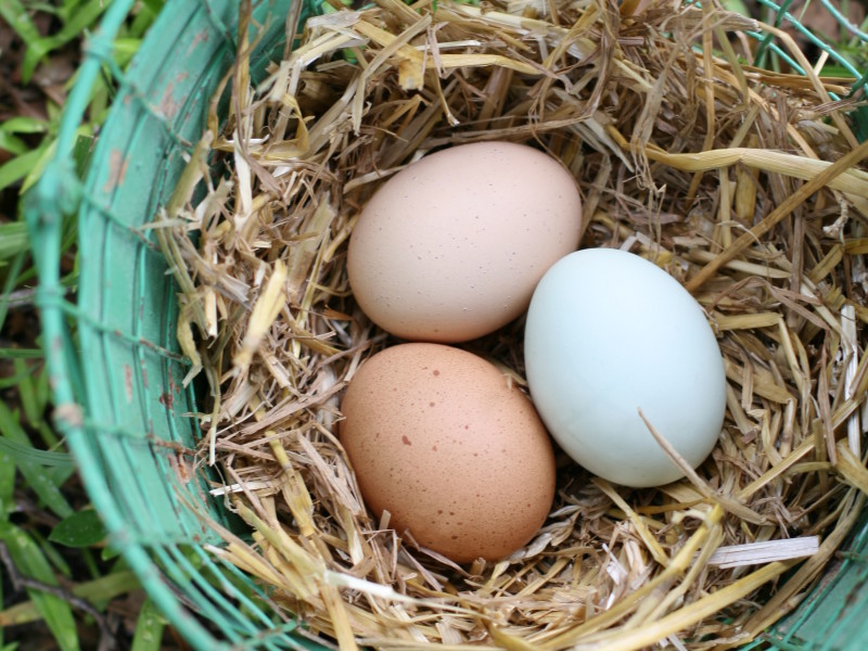 Does raising backyard chickens mean you get free eggs? When you tally up all the expenses, you'll quickly realize there is no such thing as a free egg.