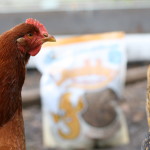 Who knew fluffy butts and quirky personalities could make you rethink turning old hens into food. These are 6 signs your chickens went from food to pets.