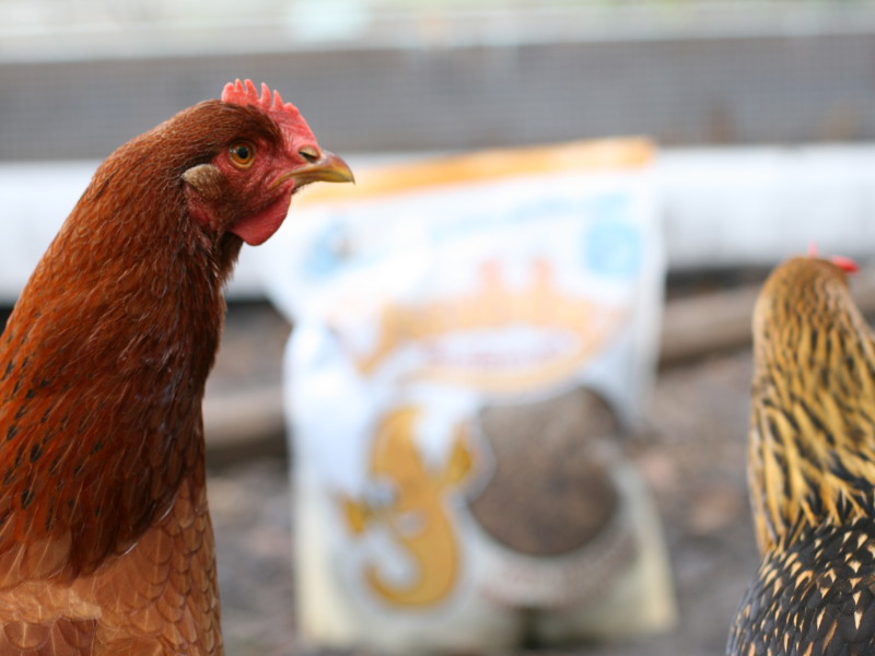 Who knew fluffy butts and quirky personalities could make you rethink turning old hens into food. These are 6 signs your chickens went from food to pets.