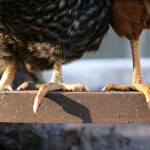 I wouldn't change how I feel about my chickens but what I've realized is raising backyard chickens in an urban setting is hard work -- worth it, but hard.