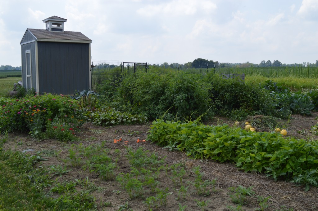 Succession planting is a great way take advantage of your garden space and to ensure the largest produce yields possible. Learn more about it here.