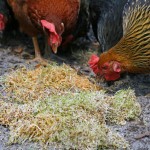 growing-sprouts-as-treats-for-chickens-horizontal-naturally-loriel