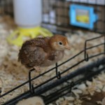 Raising chickens is often a "learning as you go thing." In this post, I shared my lessons learned when it comes to brooder boxes for chicks and what I'll do next time.