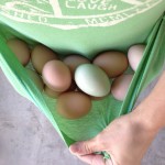 Mother Nature and Chickens have an awesome trick up their sleeve to keep eggs fresh. This trick is why I don't refrigerate my backyard eggs. Find out more!