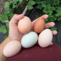 Tip: How to Tell When Your Chicken Will Start Laying Eggs (Video)