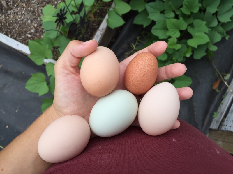 Waiting for that first egg is a painstaking process. In this post I shared a quick video on how to tell when your chicken will start laying eggs.