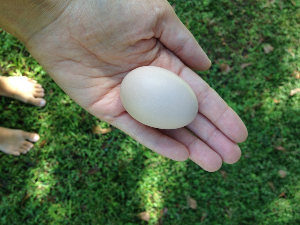 Waiting for that first egg is a painstaking process. In this post I shared a quick video on how to tell when your chicken will start laying eggs.